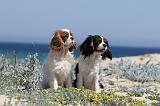 CAVALIER KING CHARLES 100